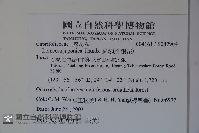 忍冬、金銀花藏品圖，第2張