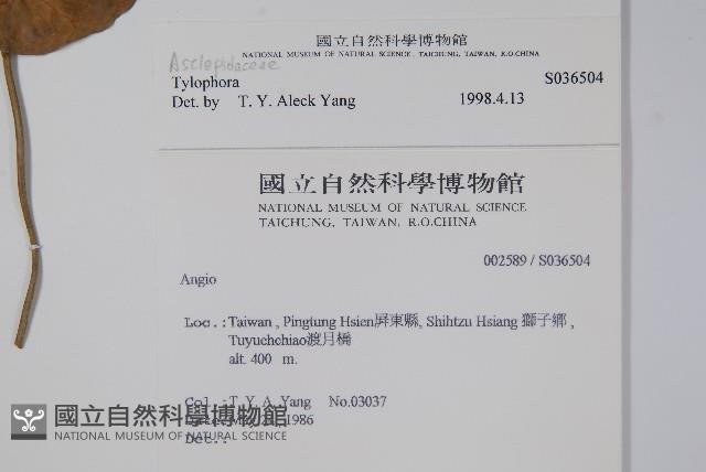 通天蓮藏品圖，第2張