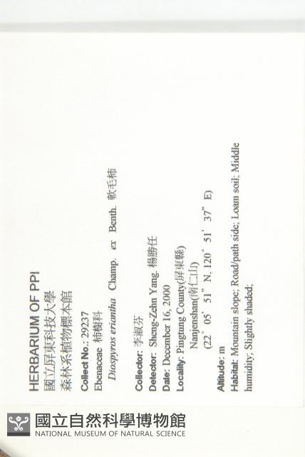 軟毛柿藏品圖，第2張