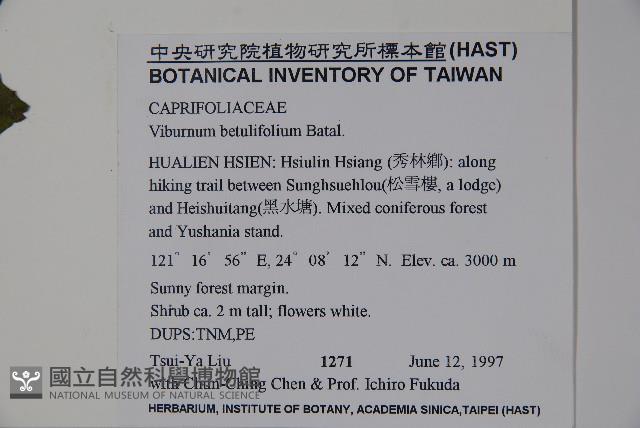 樺葉莢迷、玉山莢迷藏品圖，第2張