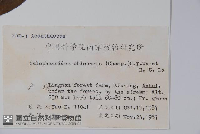 杜根藤藏品圖，第2張