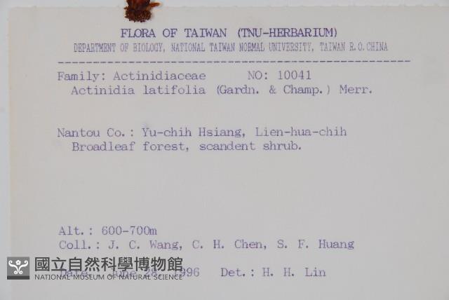 闊葉獼猴桃藏品圖，第2張