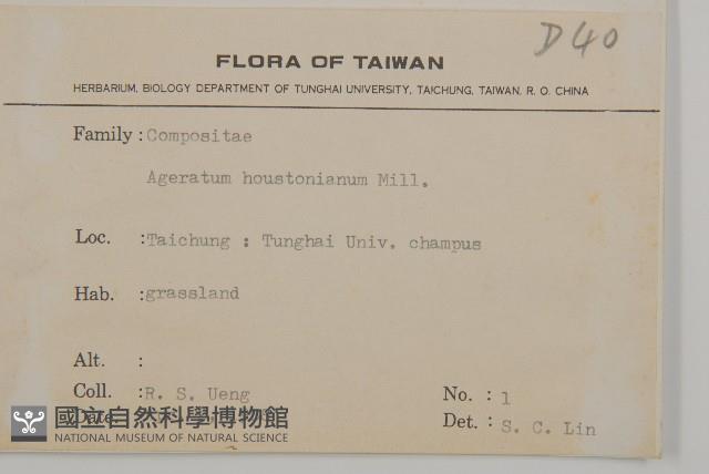 紫花霍香薊藏品圖，第2張