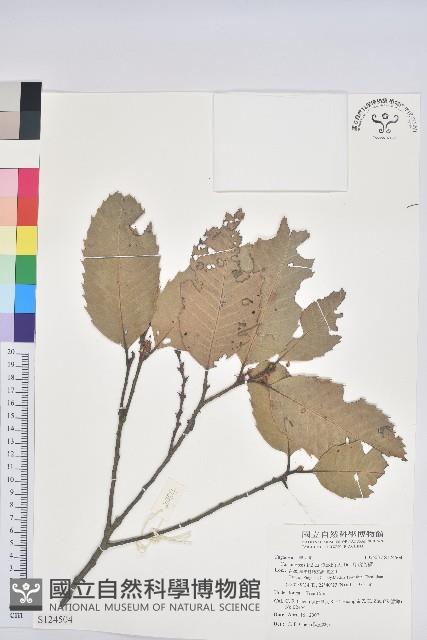 印度苦櫧藏品圖，第1張