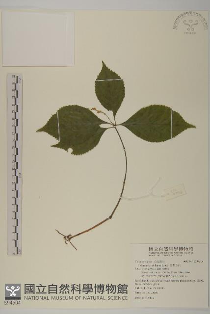 臺灣及己藏品圖，第1張