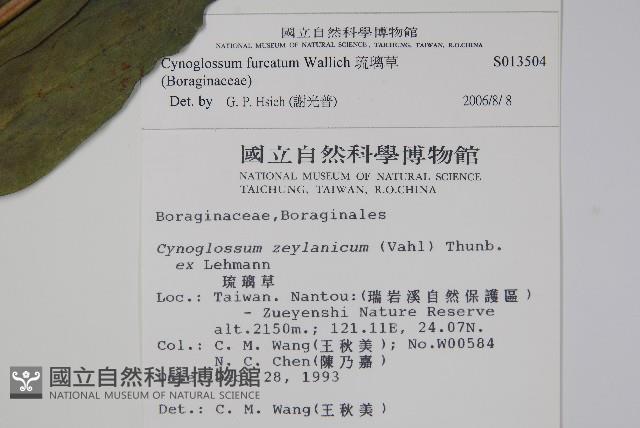 琉璃草藏品圖，第2張