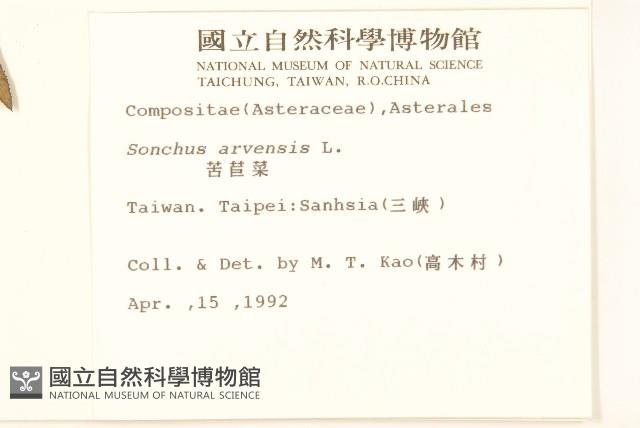 苦苣菜藏品圖，第2張