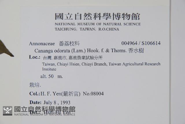 香水樹藏品圖，第2張