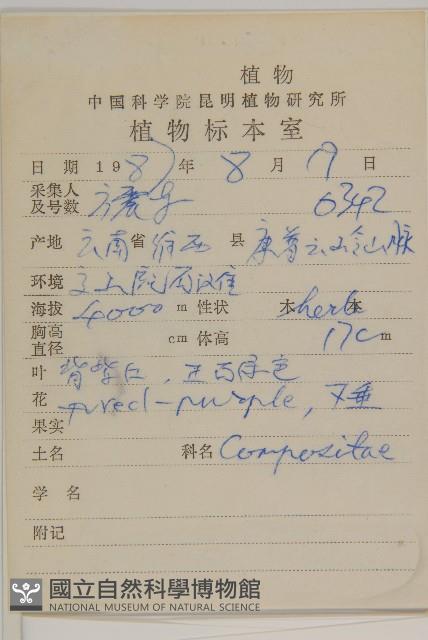 鐘花垂頭菊藏品圖，第2張