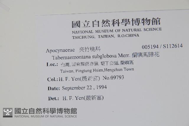 蘭嶼馬蹄花藏品圖，第2張