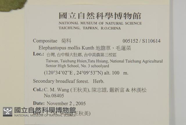 地膽草、毛蓮菜藏品圖，第2張