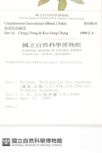 細葉假黃鵪菜藏品圖，第2張