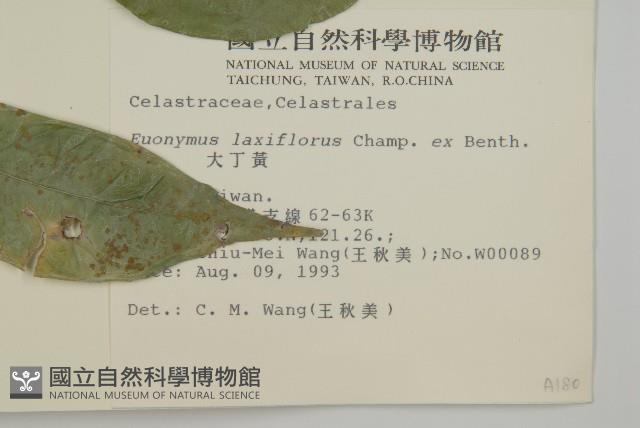 大丁黃藏品圖，第2張