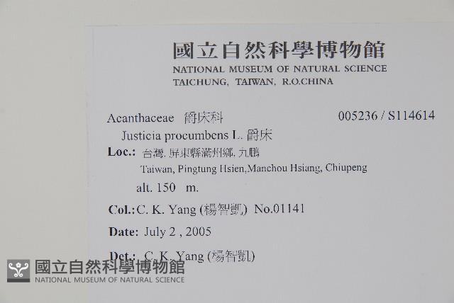 爵床藏品圖，第2張