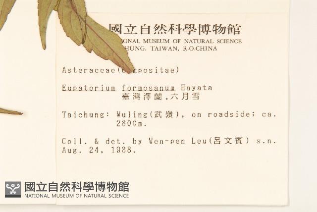 臺灣澤蘭藏品圖，第2張