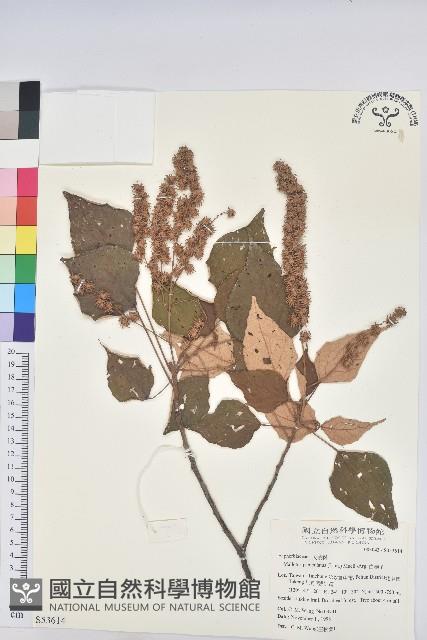 白匏子藏品圖，第1張