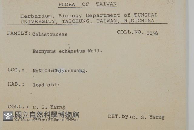 刺果衛矛藏品圖，第2張