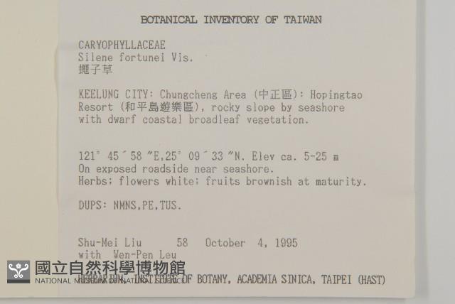 蠅子草藏品圖，第2張