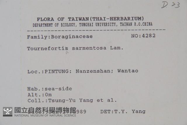 冷飯藤藏品圖，第2張