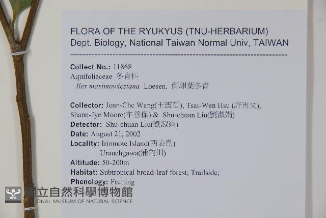 倒卵葉冬青、金平氏冬青藏品圖，第2張