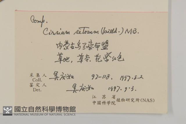 大刺兒菜藏品圖，第2張