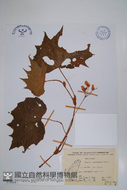 裂葉秋海棠藏品圖，第1張