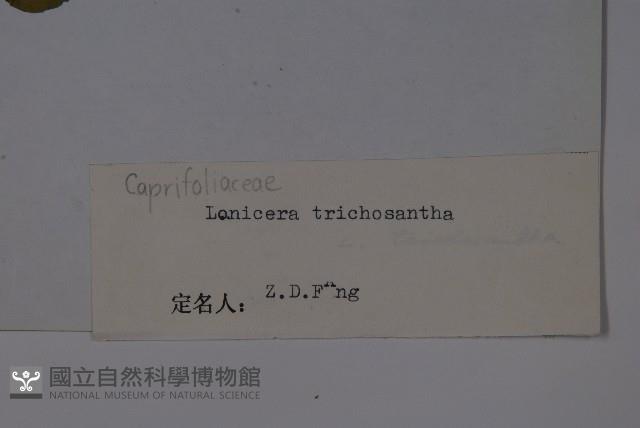 毛花忍冬藏品圖，第2張