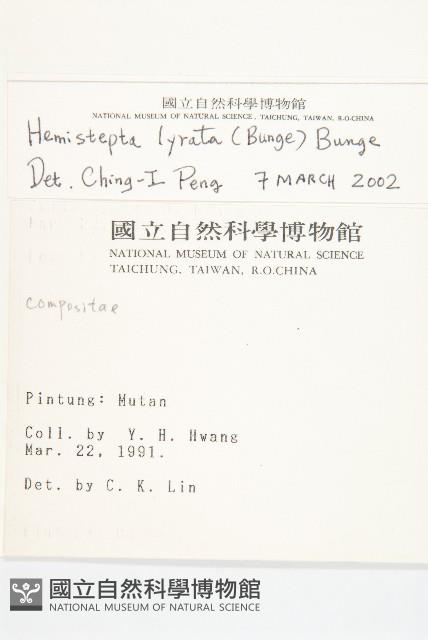 泥胡菜藏品圖，第2張