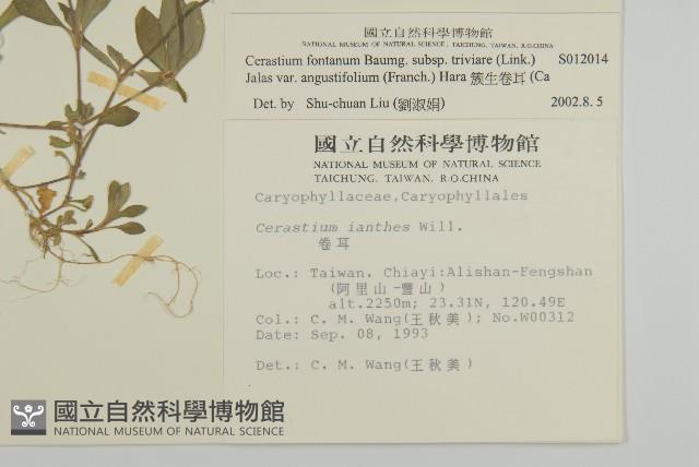 簇生卷耳藏品圖，第2張