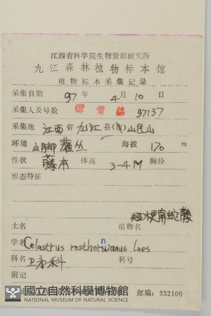 短梗南蛇藤藏品圖，第2張