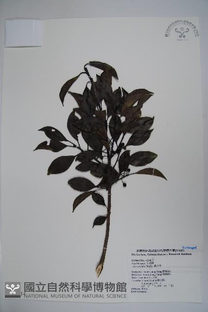 鐵冬青藏品圖，第1張