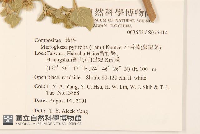 小舌菊、蔓綿菜藏品圖，第2張