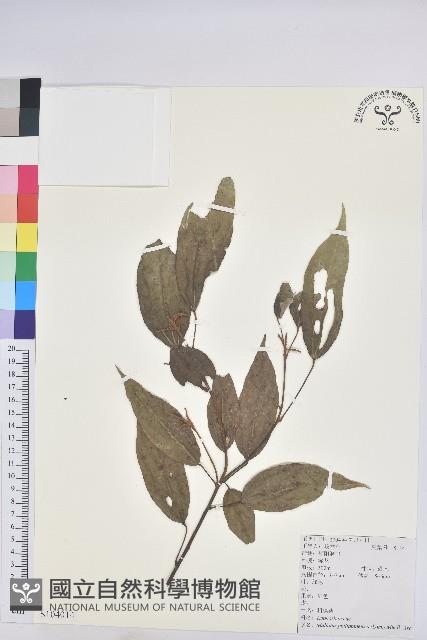 Kamala Tree, Monkey Face Tree Collection Image