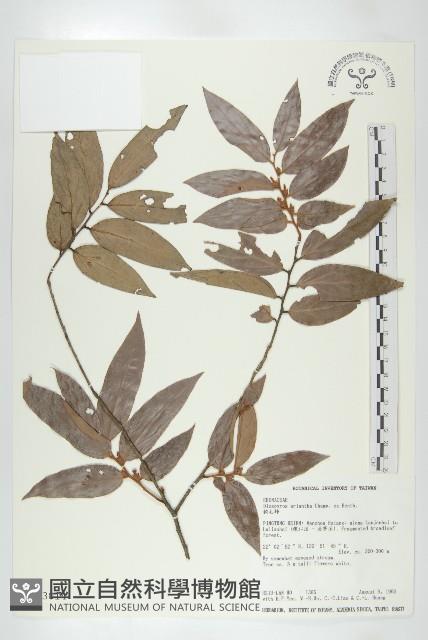 軟毛柿藏品圖，第1張