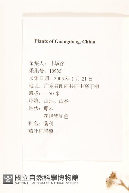 茄葉斑鳩菊藏品圖，第2張