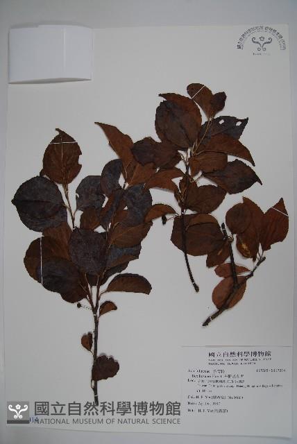 草野氏冬青藏品圖，第1張