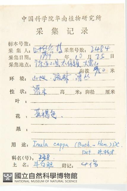 羊耳菊藏品圖，第2張