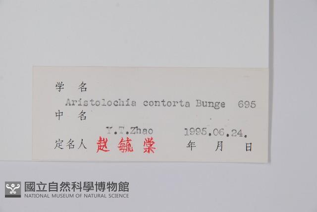 北馬兜鈴藏品圖，第2張