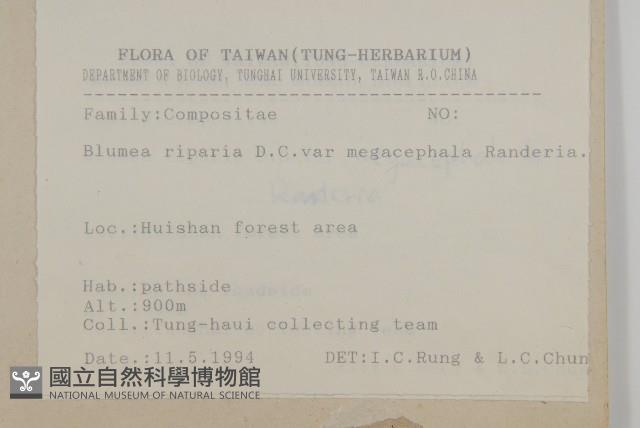 大頭艾納香藏品圖，第2張