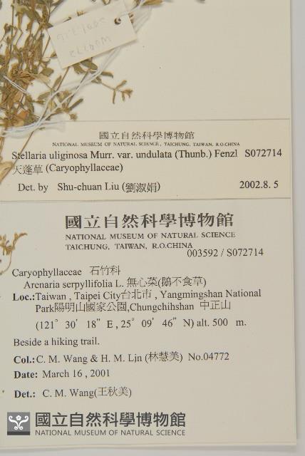 天蓬草藏品圖，第2張