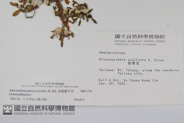 匙葉蓮子草藏品圖，第2張