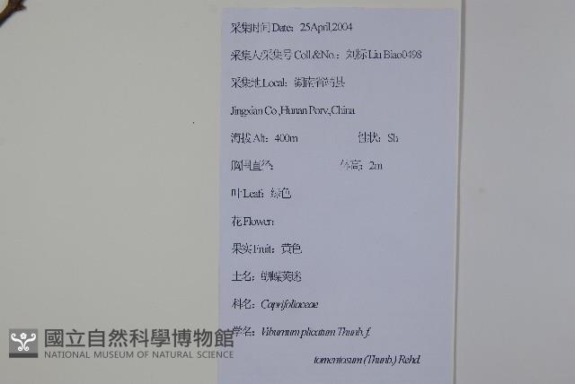 蝴蠂莢迷藏品圖，第2張