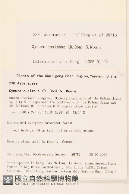 木耳菜藏品圖，第2張