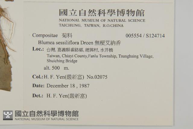 無梗艾納香藏品圖，第2張