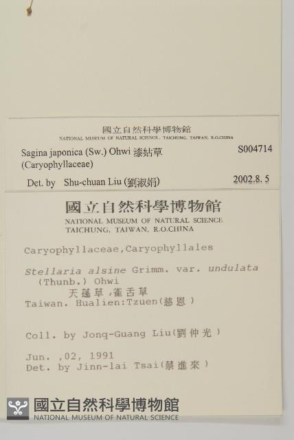 瓜槌草、漆姑草藏品圖，第2張