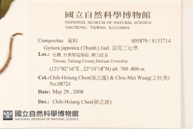 黃花三七草藏品圖，第2張