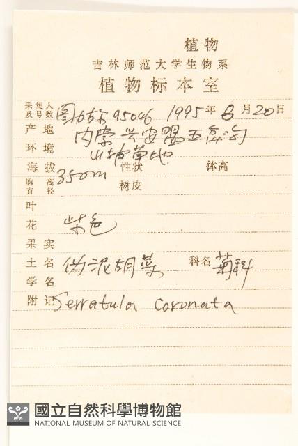 偽泥胡菜藏品圖，第2張