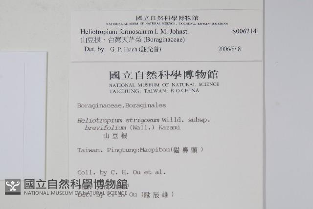 山豆根、台灣天芹菜藏品圖，第2張