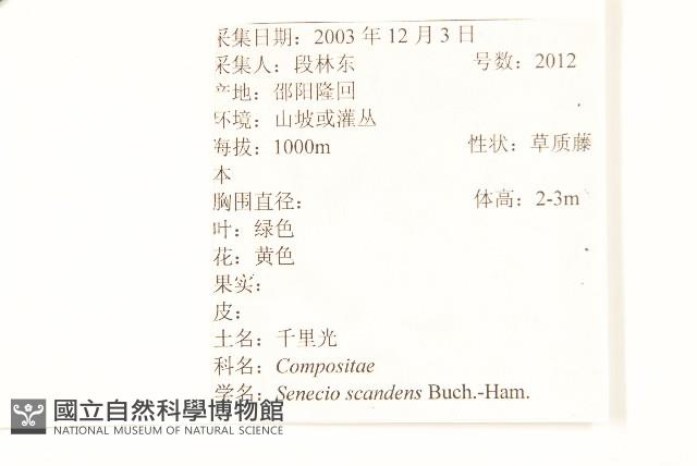 蔓黃菀藏品圖，第2張