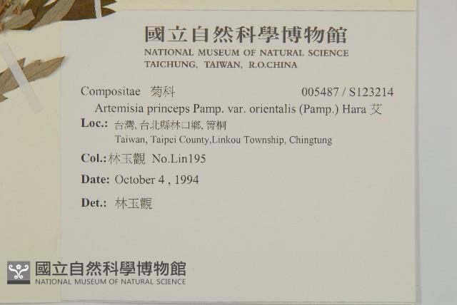 艾、五月艾藏品圖，第2張